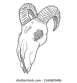 Vector Single Sketch Illustration - Skull of Goat