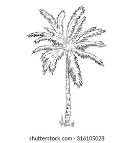 Vector Single Sketch Palm Tree