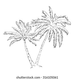 Vector Single Sketch Palm Tree