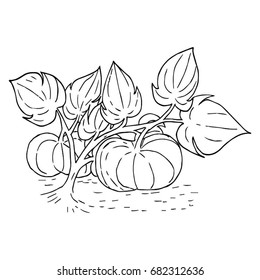 Vector Single Sketch Pumpkin. Doodle pumpkins. Hand drawn ink vector