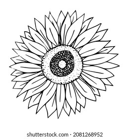 Vector single sunflower. Ecological illustration doodle black line on a white isolated background. Design for social media, web, cards, textiles, wrapping paper, packaging, prints, coloring.