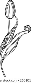 Vector single tulip. Hand drawn botanical illustration.