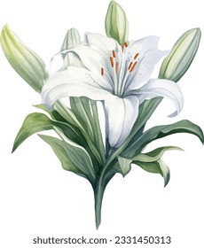 Vector single white lily branch with flowers and leaves on a white background.