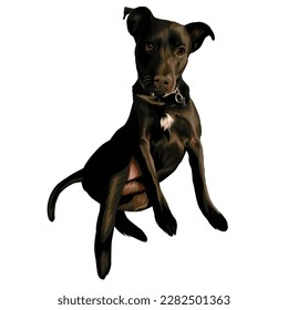 
vector sitting Patterdale Terrier dog