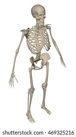 vector skeleton 3d realistic polygonal structure anatomy