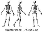 Vector skeleton from atlas published in 1851 (The iconographic encyclopedia of science, literature and art). Other engraved illustrations in my portfolio.