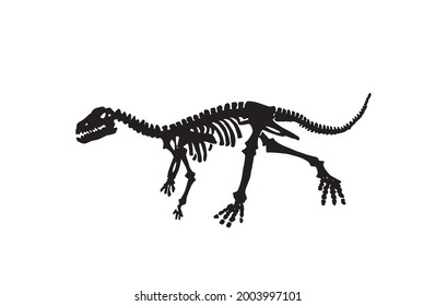 Vector skeleton of raptor running on white, graphical illustration,paleontological element 