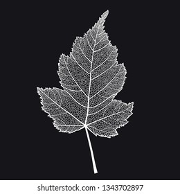 Vector skeletonized leaf of a bush on a black background. This leaf of Stephanandra may be used as a design element for business cards, postcards, banners etc.