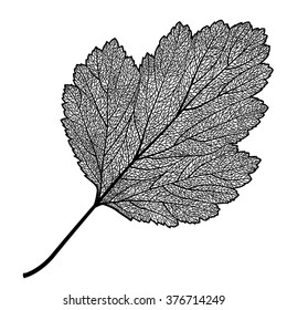 Vector skeletonized leaf of a hawthorn on a white background. The graphic element may be used as a design background, business cards, postcards, etc.