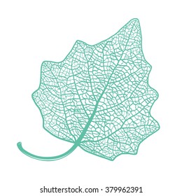 Vector skeletonized leaf of a Lombardy poplar on a white background. The graphic element may be used as a design background, business cards, postcards, etc.