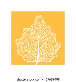 Vector skeletonized leaf of a Lombardy poplar. The graphic element may be used as a design background, business cards, postcards, etc.