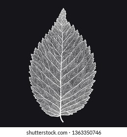 Vector skeletonized leaf on a black background. The graphic element may be used as a design background, business cards, postcards, etc.