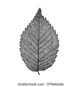 Vector skeletonized leaf on a white background. The graphic element may be used as a design background, business cards, postcards, etc.