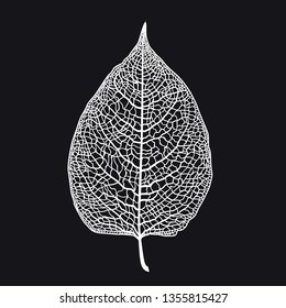 Vector skeletonized leaf of a tree on a black background. The graphic element may be used as a design background, business cards, postcards, etc.