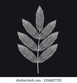 Vector skeletonized rowan leaf on a black background. The graphic element may be used as a design background, business cards, postcards, etc.
