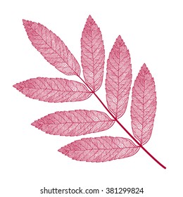 Vector skeletonized rowan leaf on a white background. The graphic element may be used as a design background, business cards, postcards, etc.