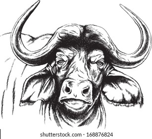 Vector sketch of an African Buffalo's face