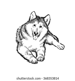 Vector sketch. Alaskan malamute