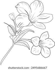 Vector sketch of Allamanda flowers. Vector illustration of a Beautiful flower with a bouquet of Allamanda flower and leaves. vintage floral vector illustration, detailed flower coloring page printable