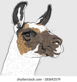 vector sketch of Alpaca smiling 