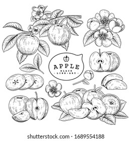 Vector Sketch Apple decorative set. Hand Drawn Botanical Illustrations. Black and white with line art isolated on white backgrounds. Fruits drawings. Retro style elements.