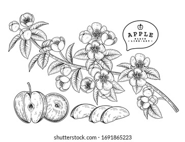 Vector Sketch Apple decorative set. Hand Drawn Botanical Illustrations. Black and white with line art isolated on white backgrounds. Fruits drawings. Retro style elements.