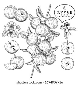 Vector Sketch Apple decorative set. Hand Drawn Botanical Illustrations. Black and white with line art isolated on white backgrounds. Fruits drawings. Retro style elements.