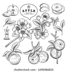 Vector Sketch Apple decorative set. Hand Drawn Botanical Illustrations. Black and white with line art isolated on white backgrounds. Fruits drawings. Retro style elements.