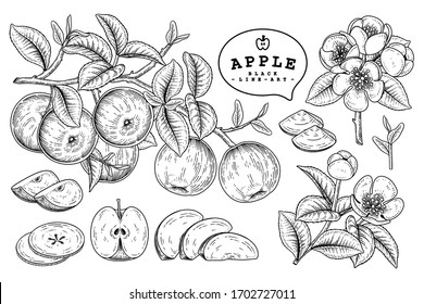 Vector Sketch Apple decorative set. Hand Drawn Botanical Illustrations. Black and white with line art isolated on white backgrounds. Fruits drawings. Retro style elements.