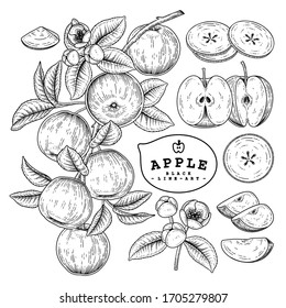 Vector Sketch Apple decorative set. Hand Drawn Botanical Illustrations. Black and white with line art isolated on white backgrounds. Fruits drawings. Retro style elements.