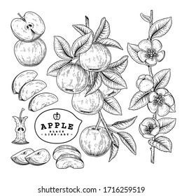 Vector Sketch Apple decorative set. Hand Drawn Botanical Illustrations. Black and white with line art isolated on white backgrounds. Fruits drawings. Retro style elements.