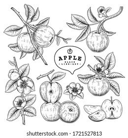 Vector Sketch Apple decorative set. Hand Drawn Botanical Illustrations. Black and white with line art isolated on white backgrounds. Fruits drawings. Retro style elements.