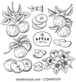 Vector Sketch Apple decorative set. Hand Drawn Botanical Illustrations. Black and white with line art isolated on white backgrounds. Fruits drawings. Retro style elements.