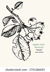 Vector sketch of an apple tree branch with fruit and leaves. 
Hand-drawn botanical illustration can be used for pharmacological, cosmetic, aesthetic design
