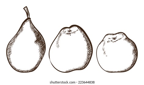 Vector sketch of apples and pear.