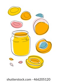 Vector sketch Apricot jam and dried apricots