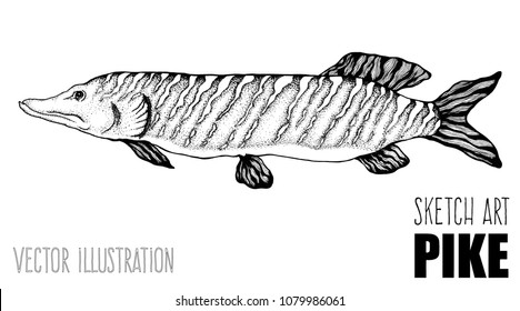 Vector sketch art with pike fish isolated on white background. Design element for logo, label, emblem, sign.
