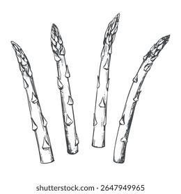 Esboço vetorial de rebentos de espargos. Vegetal verde em técnica de gravação. Cultivo vegetal útil. Rebentos de capim-pardo, desenhados à mão com tinta preta.