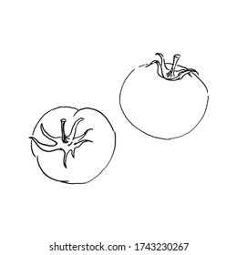 boceto vectorial de dos tomates.
