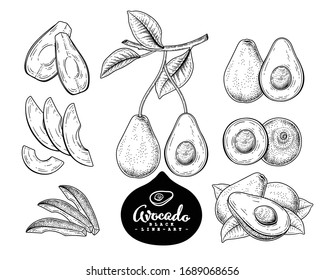 Vektorillustration Sketch Avocado dekorative Set. Handgezeichnete botanische Illustrationen. Schwarz-Weiß mit Linien-Kunst einzeln auf weißem Hintergrund. Fruchtzeichnungen. Retro-Stilelemente.
