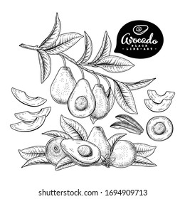 Vector Sketch avocado decorative set. Hand Drawn Botanical Illustrations. Black and white with line art isolated on white backgrounds. Fruits drawings. Retro style elements.
