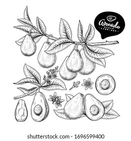 Vektorillustration Sketch Avocado dekorative Set. Handgezeichnete botanische Illustrationen. Schwarz-Weiß mit Linien-Kunst einzeln auf weißem Hintergrund. Fruchtzeichnungen. Retro-Stilelemente.
