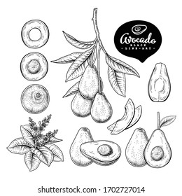 Vektorillustration Sketch Avocado dekorative Set. Handgezeichnete botanische Illustrationen. Schwarz-Weiß mit Linien-Kunst einzeln auf weißem Hintergrund. Fruchtzeichnungen. Retro-Stilelemente.
