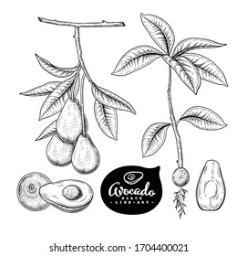 Vector Sketch avocado decorative set. Hand Drawn Botanical Illustrations. Black and white with line art isolated on white backgrounds. Fruits drawings. Retro style elements.
