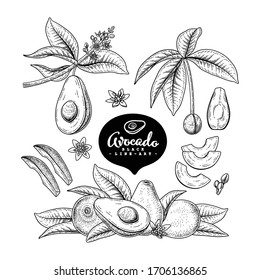 Vektorillustration Sketch Avocado dekorative Set. Handgezeichnete botanische Illustrationen. Schwarz-Weiß mit Linien-Kunst einzeln auf weißem Hintergrund. Fruchtzeichnungen. Retro-Stilelemente.
