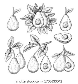 Vector Sketch Avocado dekorative Set.Handgezeichnete botanische Illustrationen. Schwarz-Weiß mit Linien-Kunst einzeln auf weißem Hintergrund. Fruchtzeichnungen. Retro-Stilelemente.
