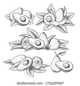 Vector Sketch avocado decorative set. Hand Drawn Botanical Illustrations. Black and white with line art isolated on white backgrounds. Fruits drawings. Retro style elements.
