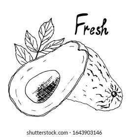 Vector sketch with avocado drawn in a graphic style. Perfect for menu design and decoration of healthy food.