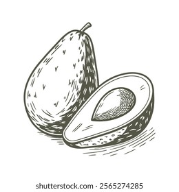 Vector Sketch Avocado Hand Drawn Botanical Illustrations. Black and white backgrounds.