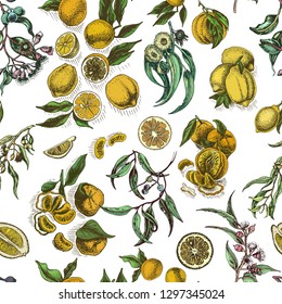 Vector sketch background fruit. Citrus and eucalyptus pattern.